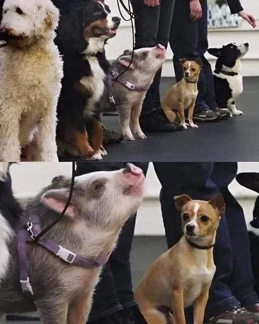 야구 외국인 선수 6명으로 늘릴 것을 검토중.jpg 이미지 4