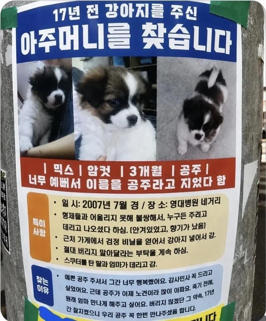 외국과 한국의 공주 강아지_2.webp