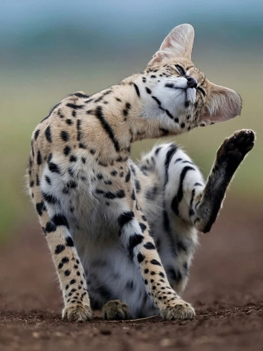 서벌은 가장 우아한 고양이다!_7.webp