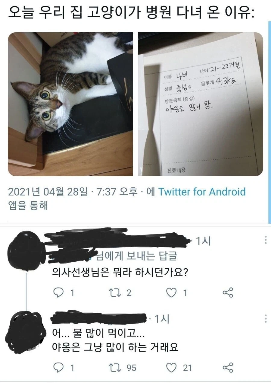 고양이 처음키우고 수의사에게 능욕당한 사람_2.webp