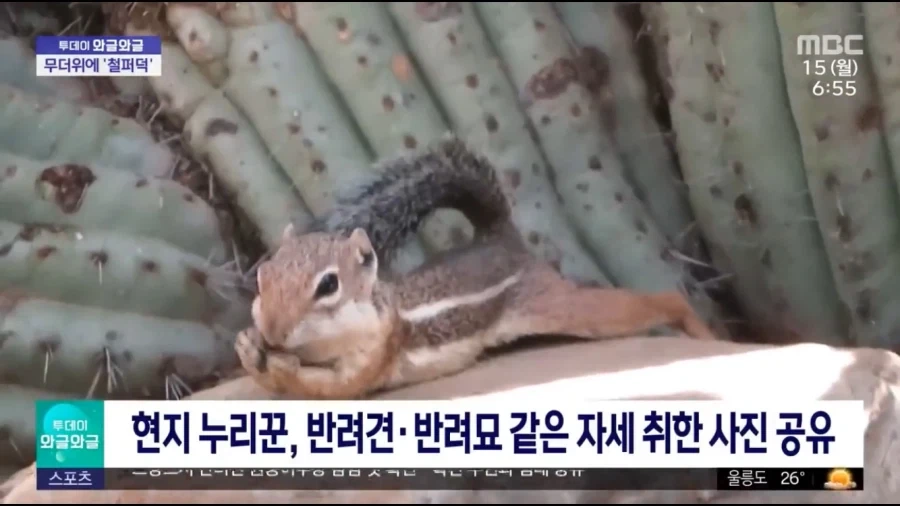 다람쥐가 더위식히는 모습_3.webp