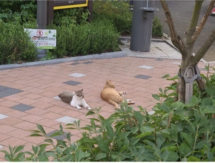 놀이터에 불법 고양이빌라 치워져뿟다.누가 신고했나봄_2.webp