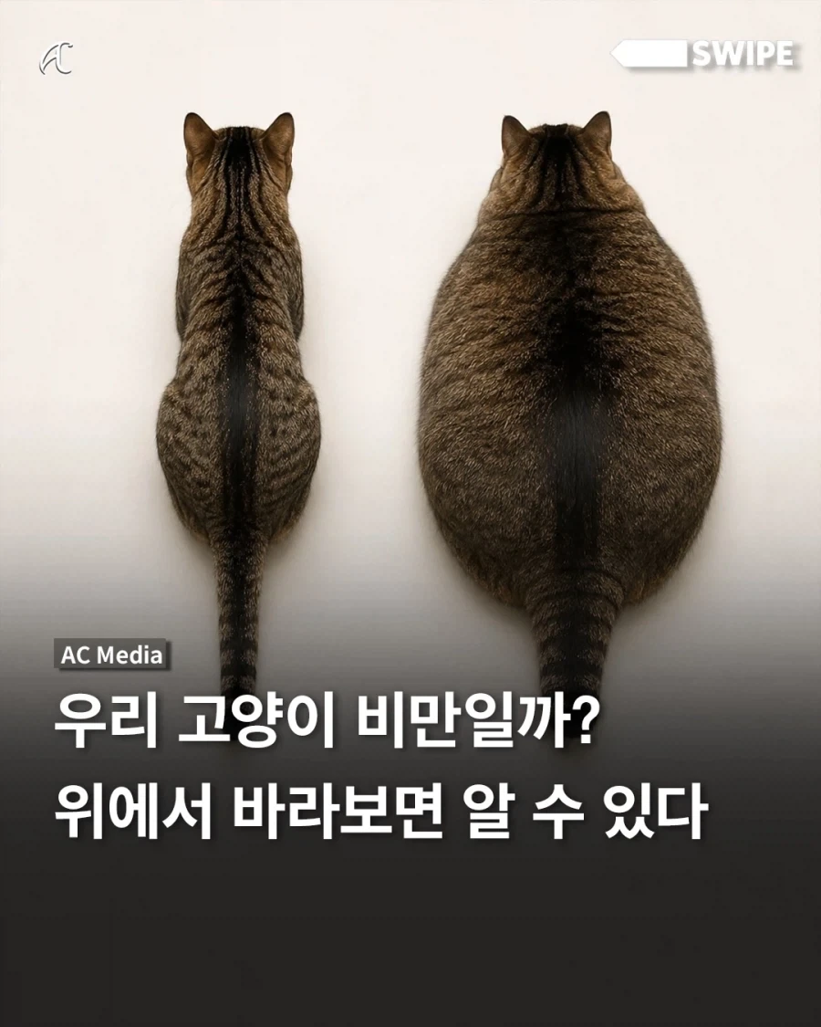 MCU) 미국인이 키배로 영국인을 이기는 확실한 방법 대표 이미지