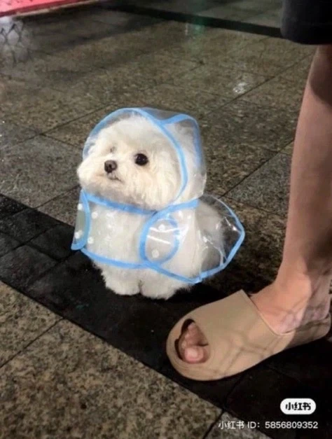 드래곤볼)후속작에서 지켜지지 않아 아쉬운 것 이미지 5