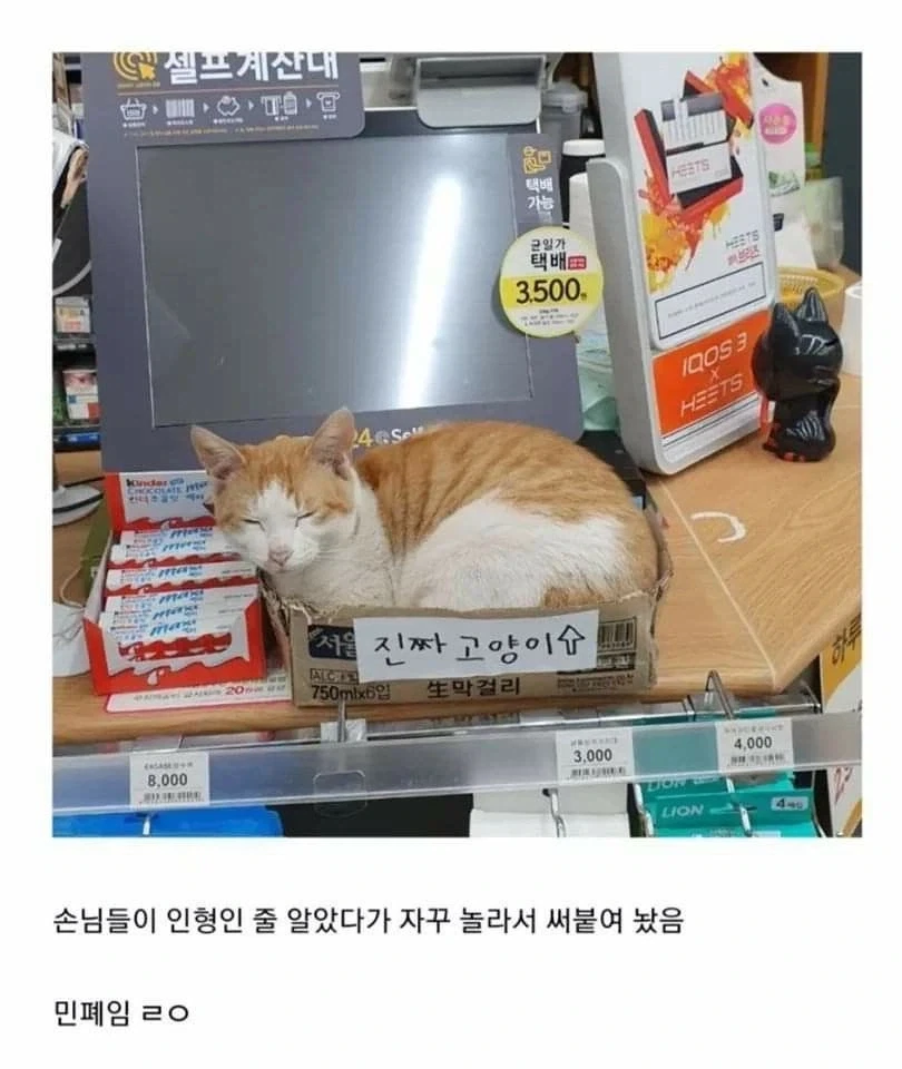 백신 접종한 쥐가 2년 후에 죽는 이유.jpg 이미지 7