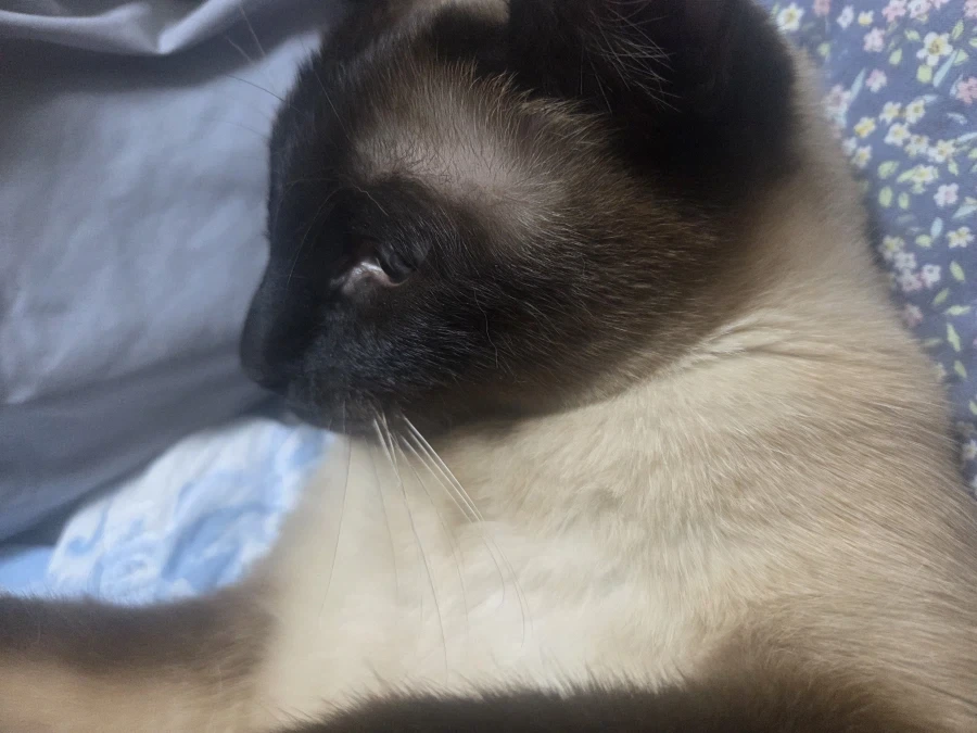 집사에게 수치 플레이 제대로 당하고 있는 고양이..._2.webp