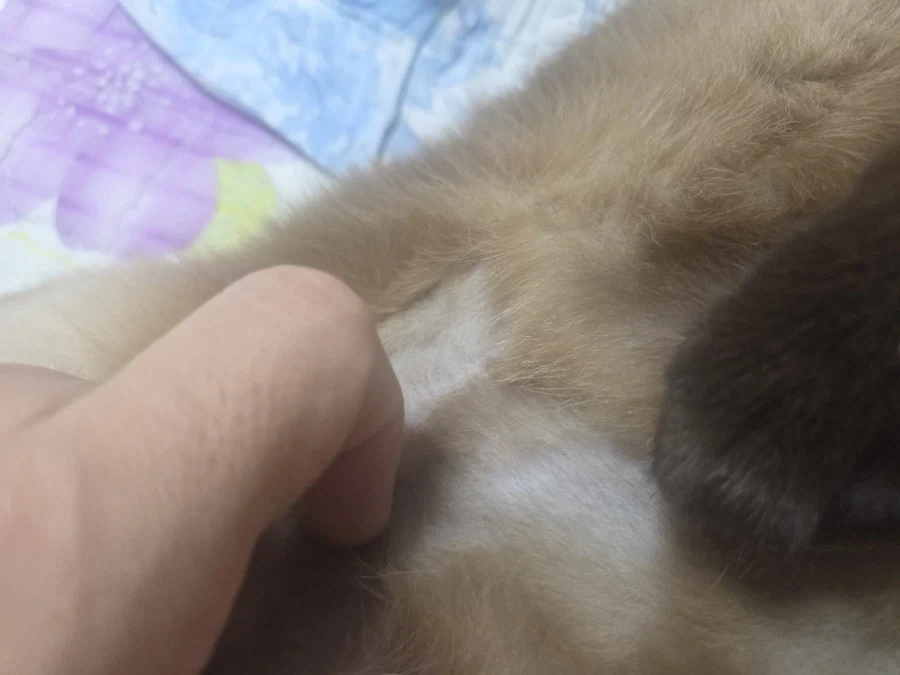 집사에게 수치 플레이 제대로 당하고 있는 고양이..._4.webp