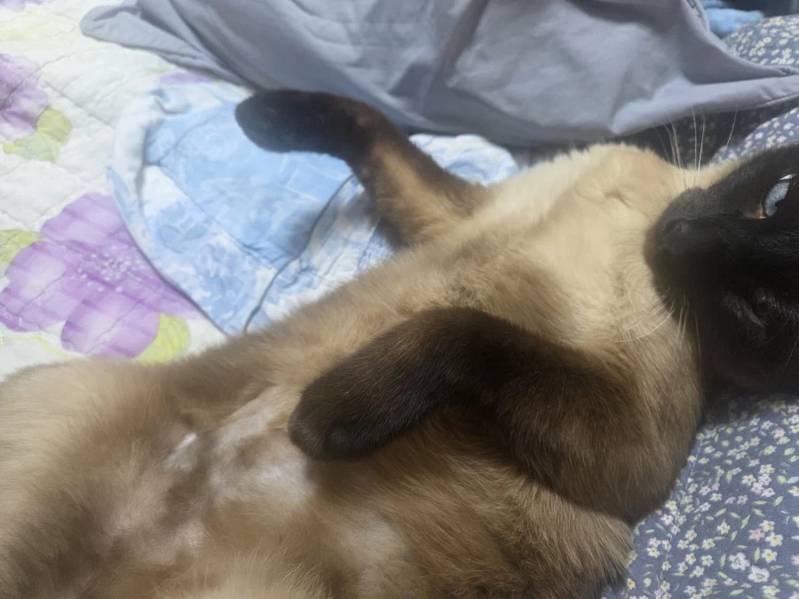 집사에게 수치 플레이 제대로 당하고 있는 고양이..._6.webp