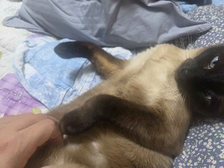 집사에게 수치 플레이 제대로 당하고 있는 고양이..._8.webp