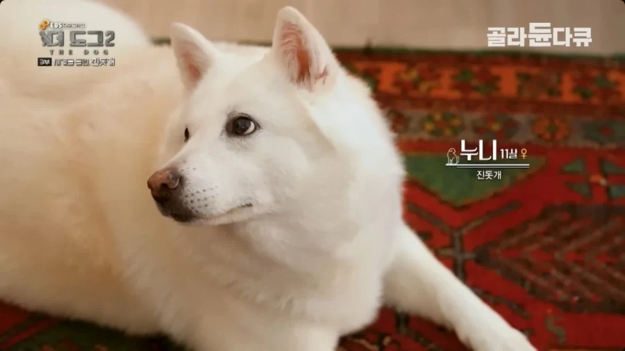 좀처럼 보기 힘들다는 살찐 진돗개_5.webp