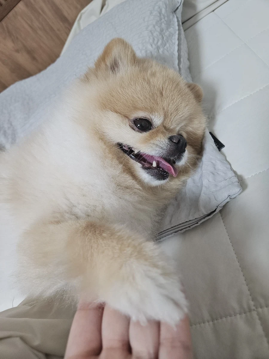 솔직히 우리 집 강쥐 외모 어디서 안꿀림_3.webp