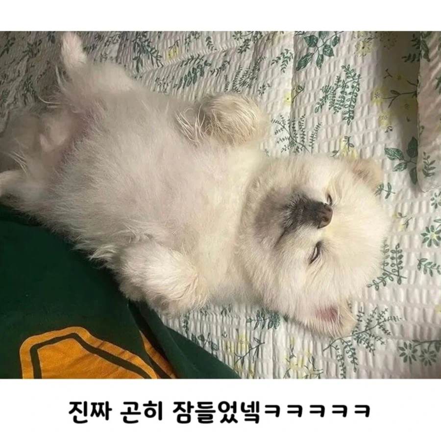 하루 산책 두번의 결과_2.webp