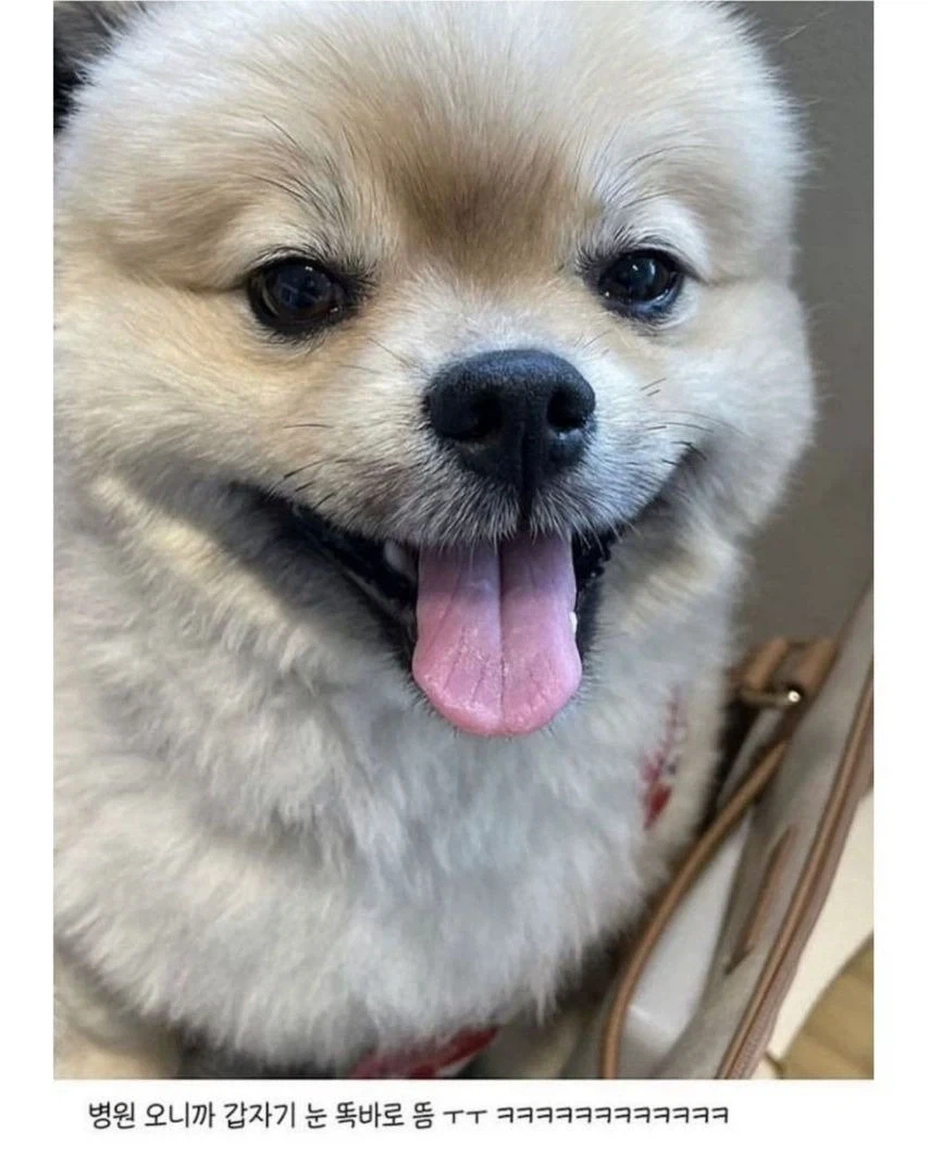 강아지가 눈을 못떠서 병원에 갔더니.jpg_3.webp