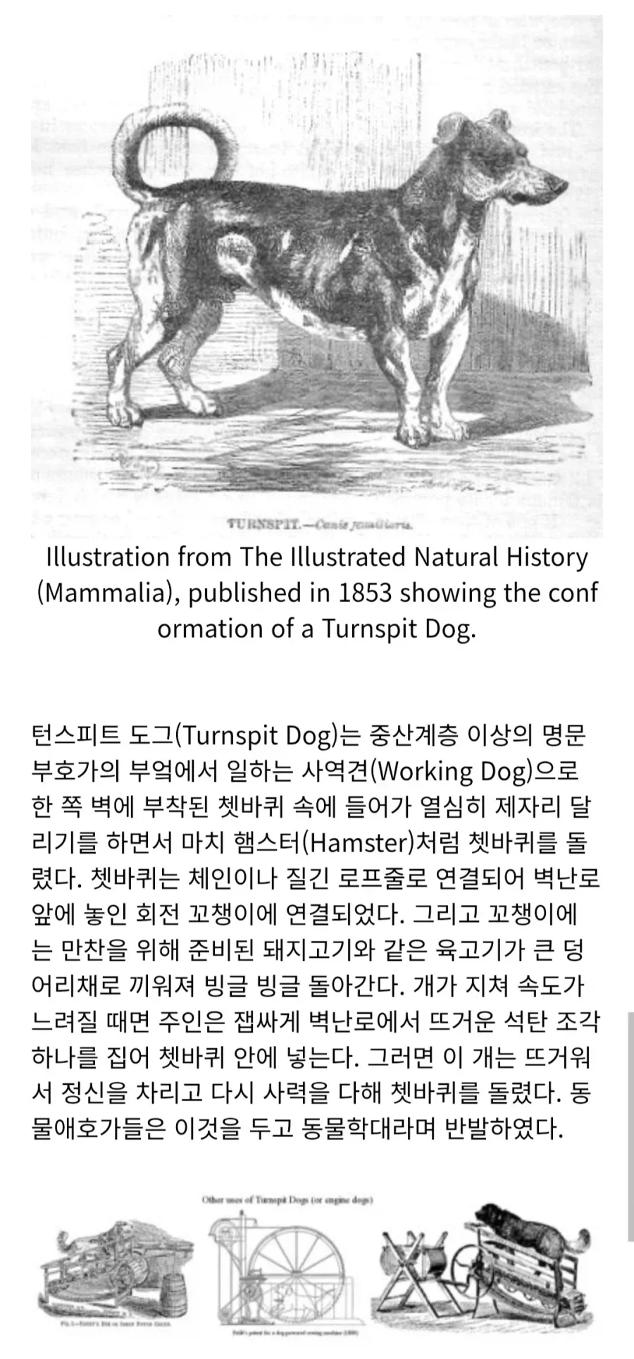 만약 도로롱이 실제로 존재했었다면?_2.webp