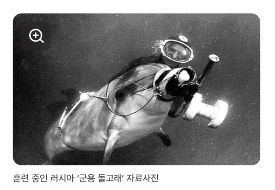 만약 도로롱이 실제로 존재했었다면?_5.webp