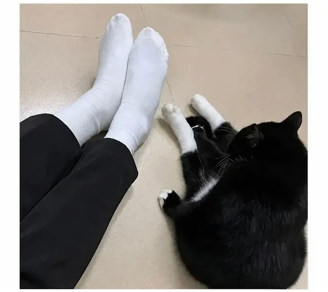 오빠는 ts 여동생은 ㅎㅌ 대표 이미지
