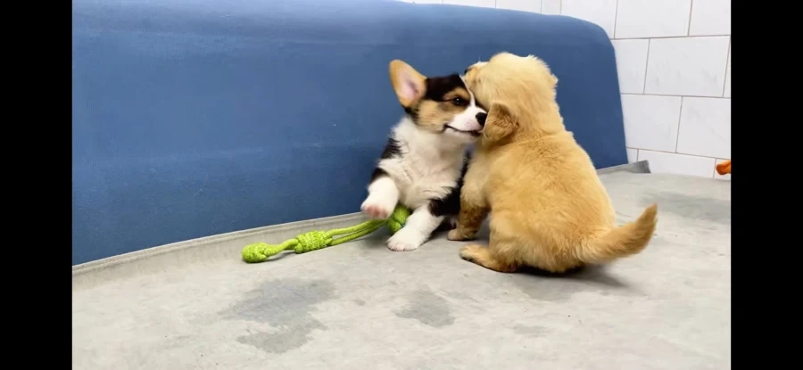 보는 사람 가슴이 아픈 잔혹한 개싸움의 모습입니다..._6.webp