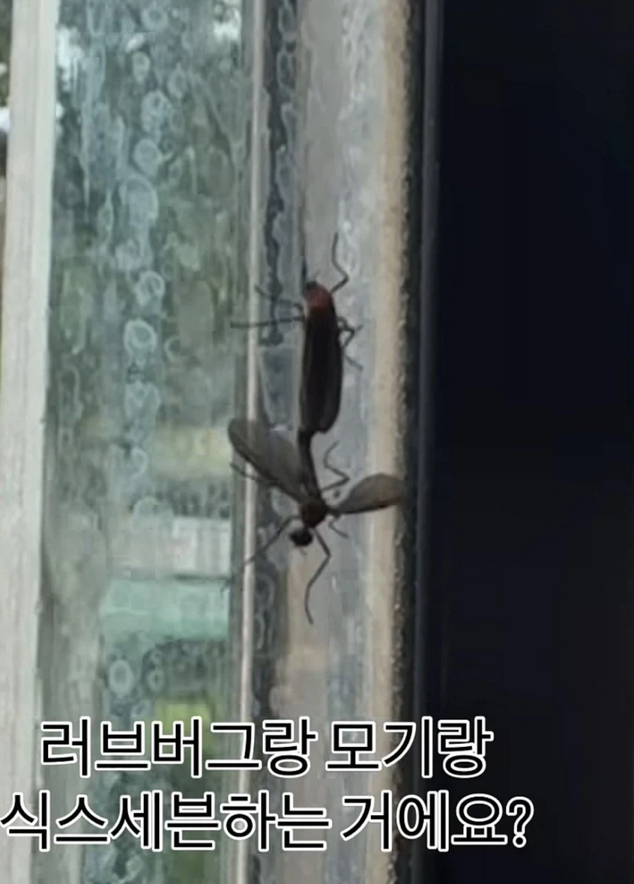 발더스) 초반 싸가지 없는 기스양키녀 강제 대화 예절 주입법 이미지 2