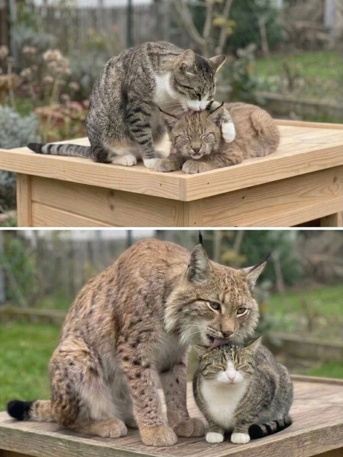 망조의 고양이 예측이 진짜 놀라운 이유.jpg 대표 이미지