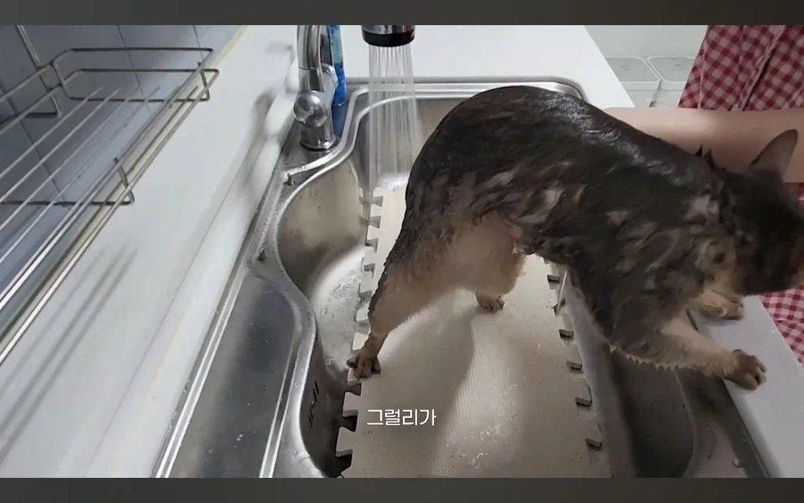 냥 : 아 맞다. 나 지금 삐졌지, 참_9.webp