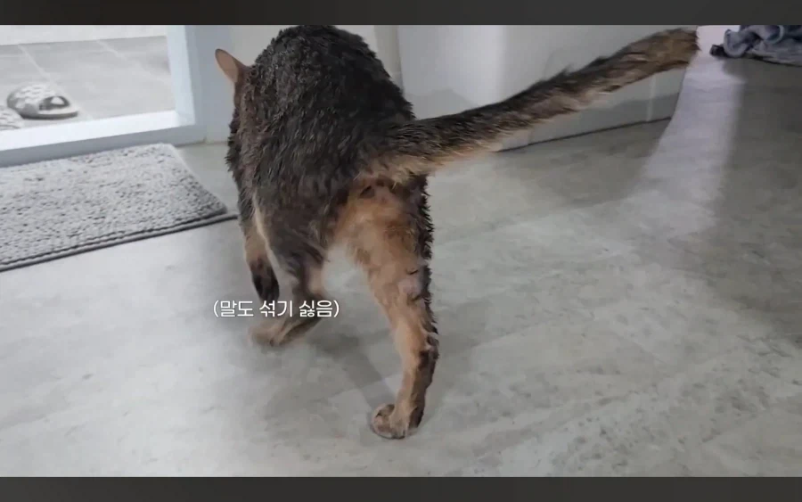 냥 : 아 맞다. 나 지금 삐졌지, 참_14.webp