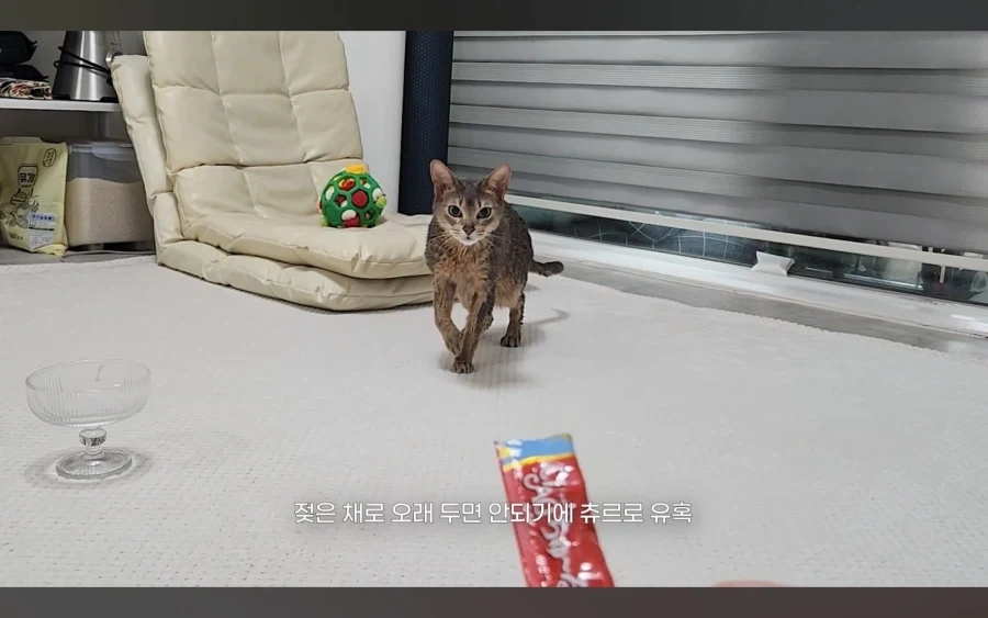 냥 : 아 맞다. 나 지금 삐졌지, 참_15.webp