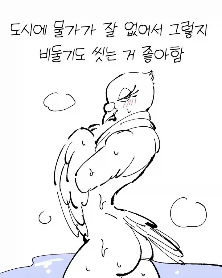 비둘기가 너무 귀여운 만화_10.webp