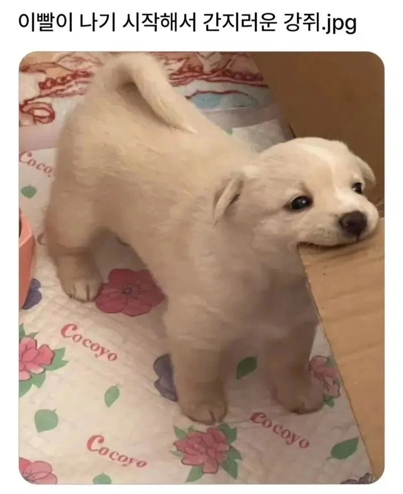 자신의 정체를 알게 된 마법소녀.jpg 대표 이미지