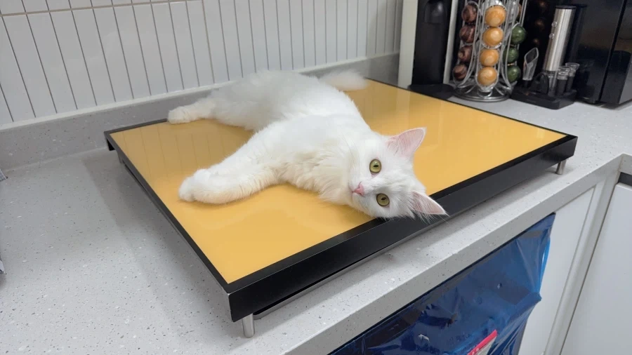 우리집 고양이 보고갈래?_2.webp