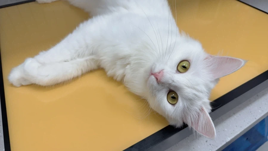 우리집 고양이 보고갈래?_3.webp