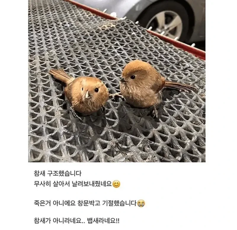 창문에 박고 기절한 참새 아니고 뱁새._5.webp