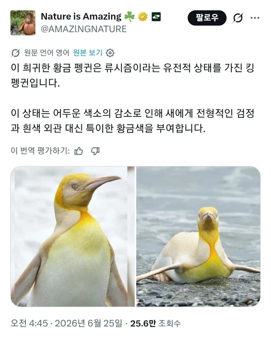 아주 낮은 확률로 나타난다는 황금펭귄._1.webp