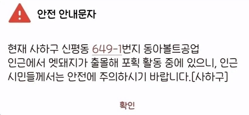 맷돼지는 냉혹한 부산의 도로에서 살아남기 어렵다_1.webp