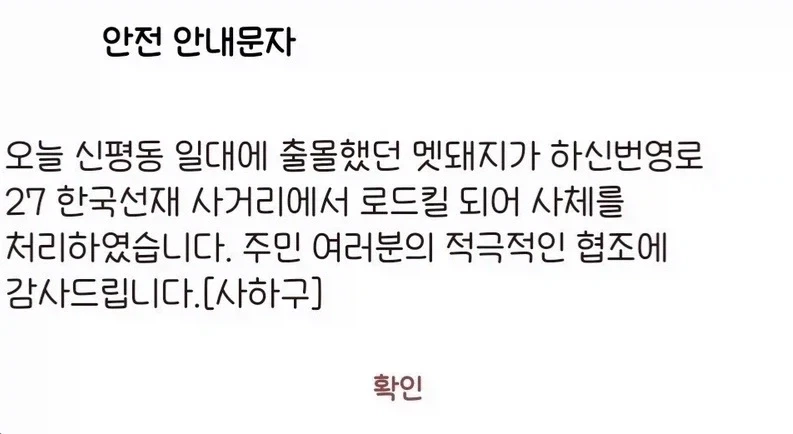 맷돼지는 냉혹한 부산의 도로에서 살아남기 어렵다_2.webp