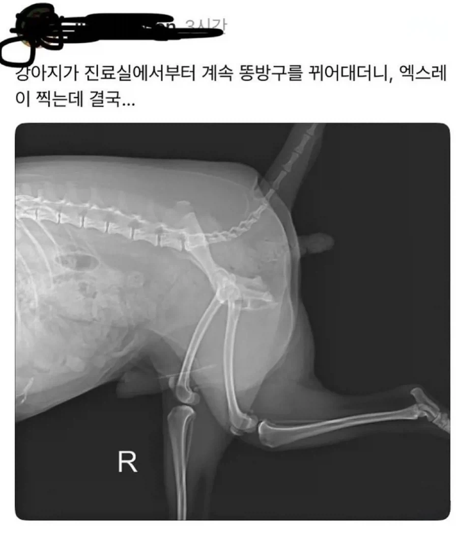 멍멍이 똥방구 대참사.jpg_1.webp