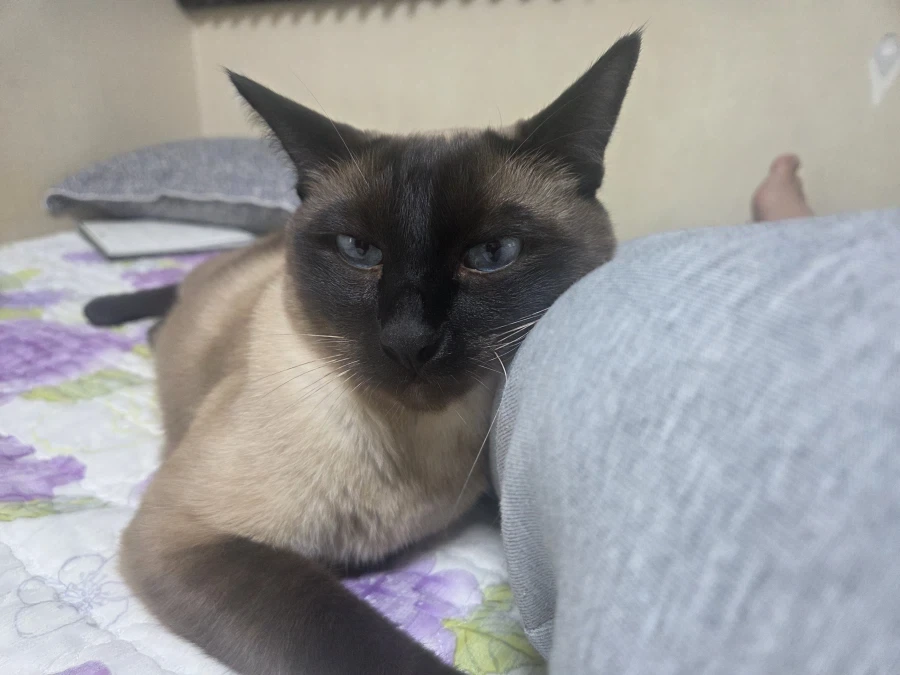 고양이 키우는 만화보고 그대로 따라하면 안됩니다_2.webp