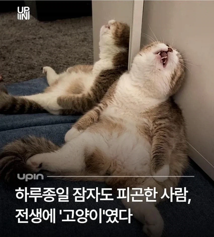 폭식 좋아 모찌찌찌 양 만화 볼 때마다 드는 생각인데 ㅇㅇ;_1.webp