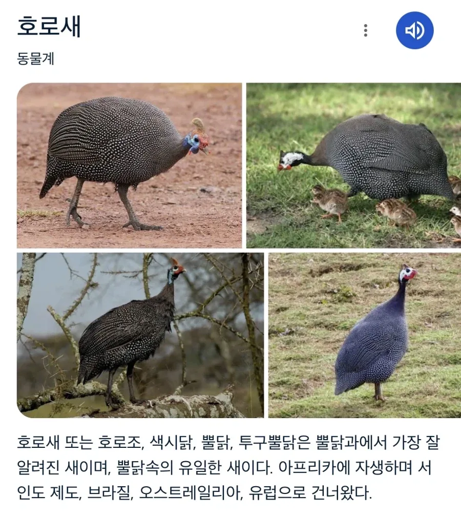 끼가 있으면 안되는 동물_1.webp