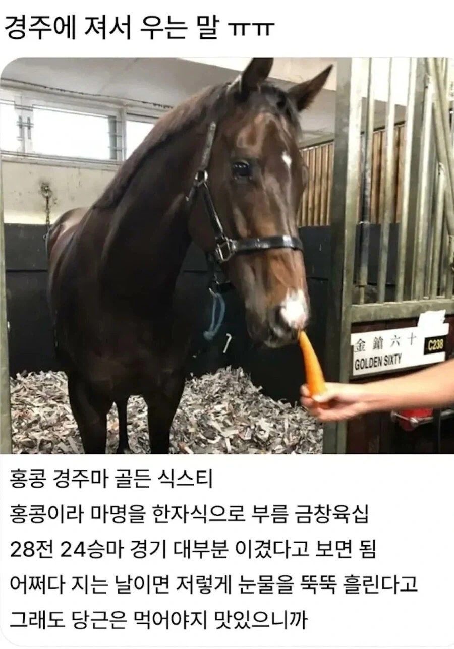 ＇패배자의 눈물＇ 대표 이미지
