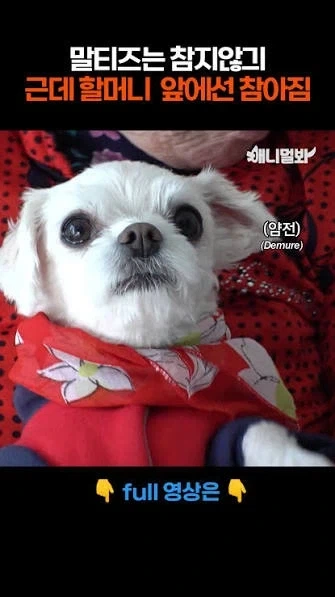 노인분들이 키우는 강아지들 특징_1.webp