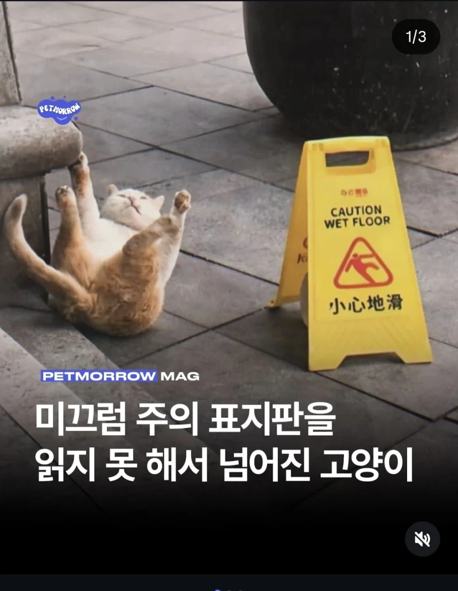 이 사회가 고양이에게 각박하다는 증거_1.webp