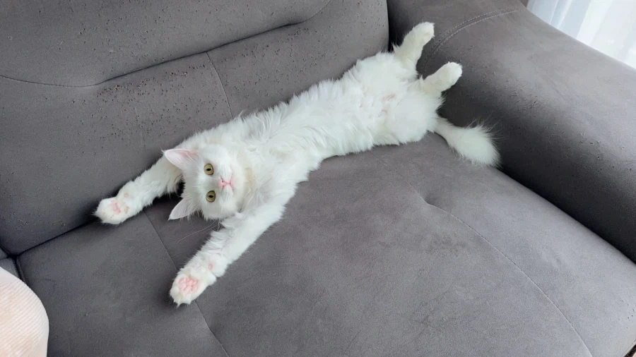 우리집 고양이 보고 갈래?_13.webp