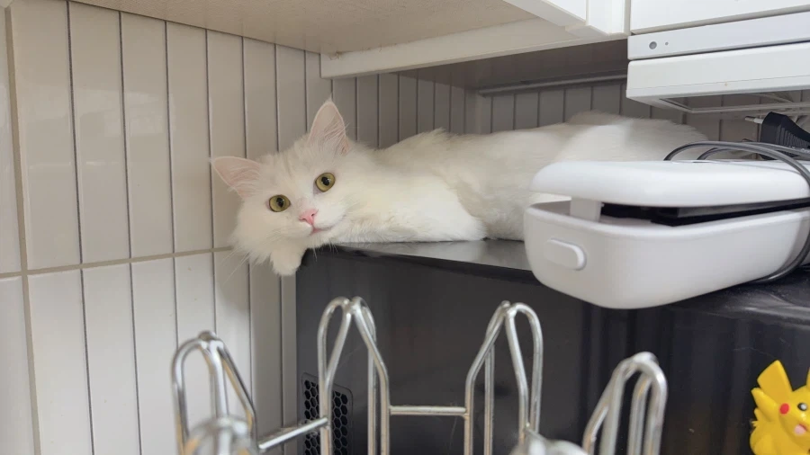 우리집 고양이 보고 갈래?_19.webp