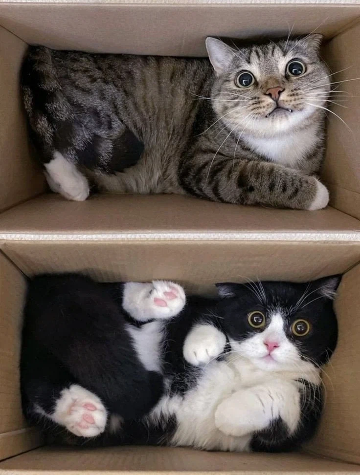 상자에 대만족 중인 고양이 2마리_1.webp