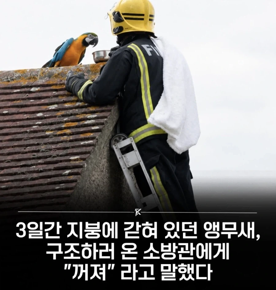 위험에 처한 앵무새를 구해주면 들을 수 있는 말_1.webp