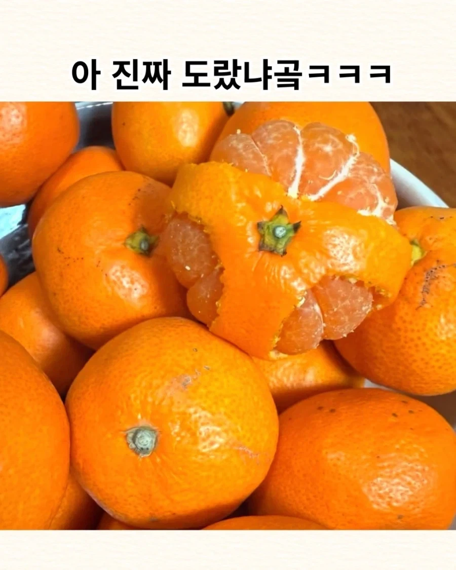 우리 아빠 귤 까놓은 거 좀 보셈.jpg_1.webp