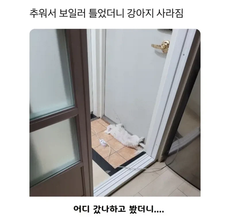 추워서 보일러틀었더니 강아지가 사라짐._1.webp