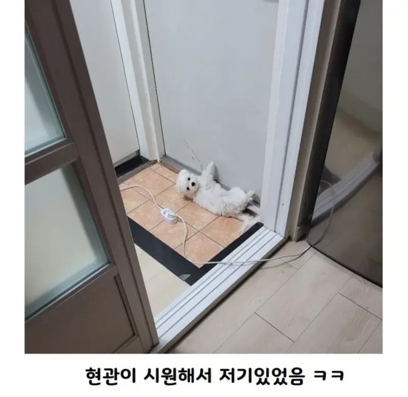 추워서 보일러틀었더니 강아지가 사라짐._2.webp