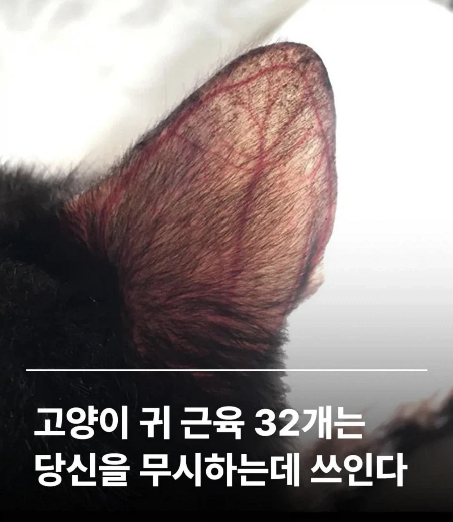 주식) 그분 등장 대표 이미지