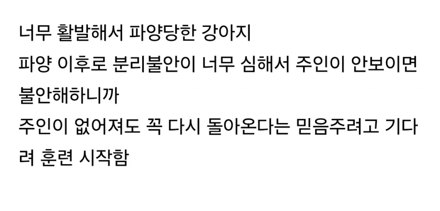 기다려대회 1등한 강아지_2.webp
